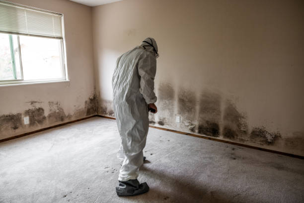 Best Mold Cleaning Services  in USA